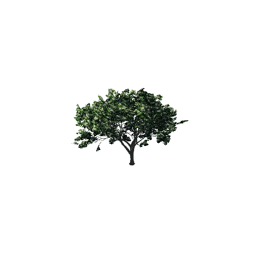 TreeGen04-Hawthorn02-1252 Variant